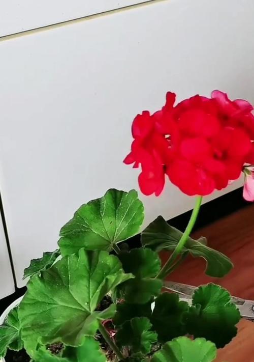 玛雅天竺葵小苗的正确养护方法是什么？
