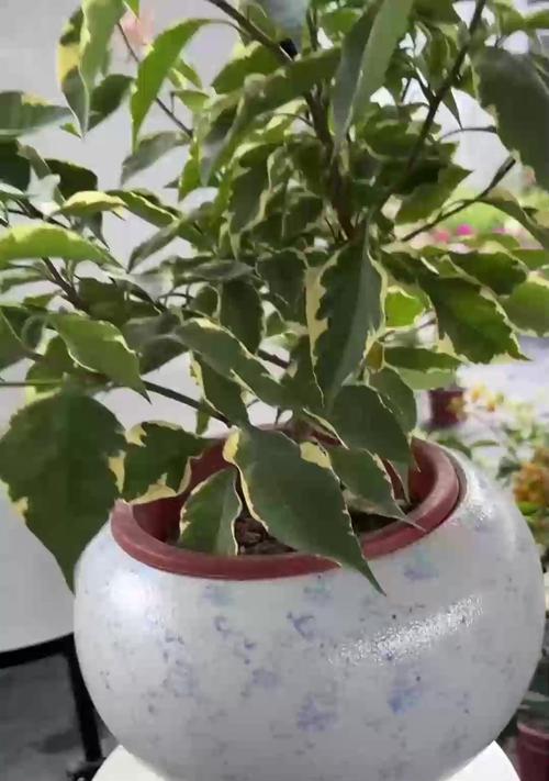 玛雅天竺葵小苗的正确养护方法是什么？