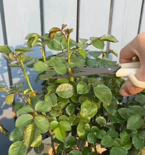 月季粗度的正确养护方法是什么？