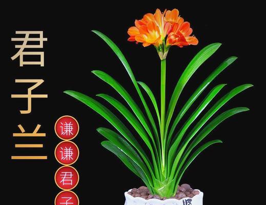 君子兰里都有什么植物？如何区分和养护？