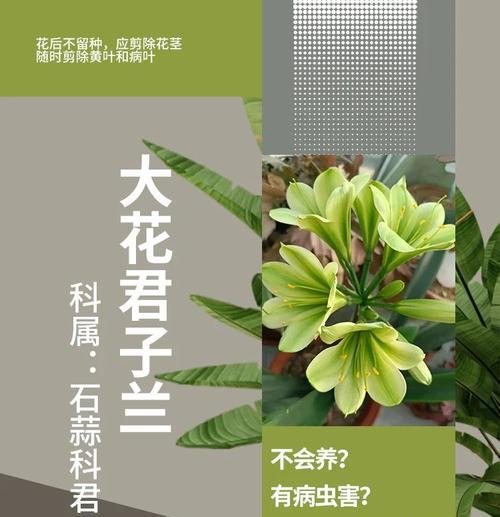 君子兰里都有什么植物？如何区分和养护？