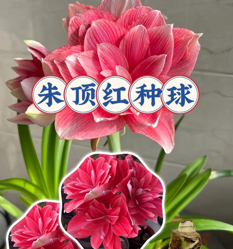 朱顶红残次种球的识别方法是什么？