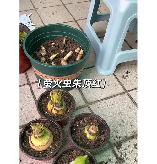 朱顶红残次种球的识别方法是什么？