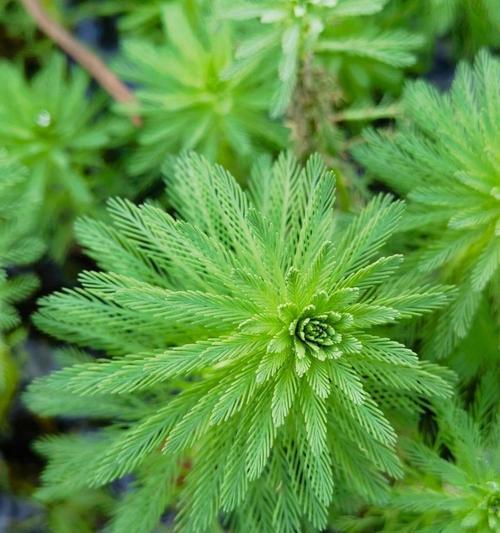 银川地区常见的沉水水生植物有哪些？