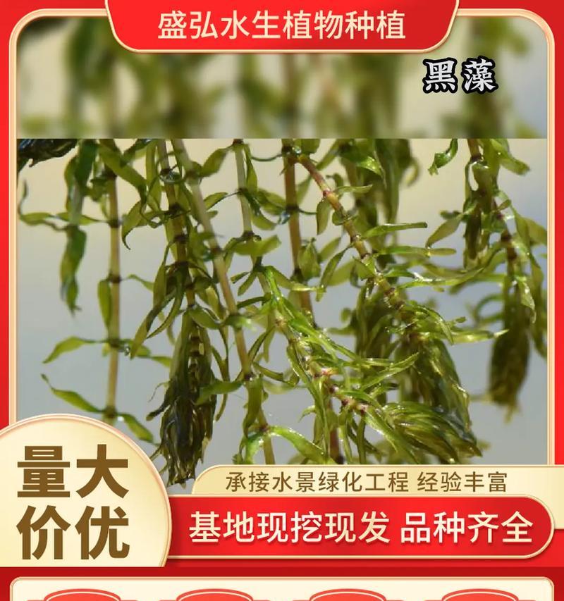 银川地区常见的沉水水生植物有哪些？