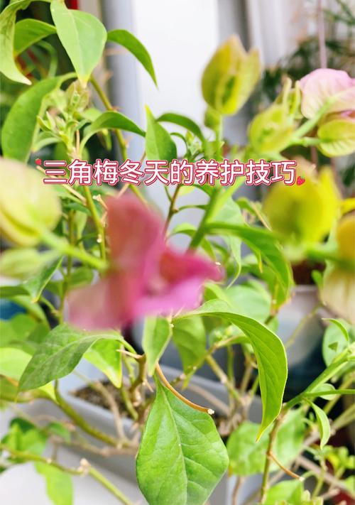 六翼天使三角梅的养护技巧是什么？