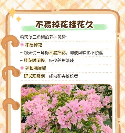 六翼天使三角梅的养护技巧是什么？