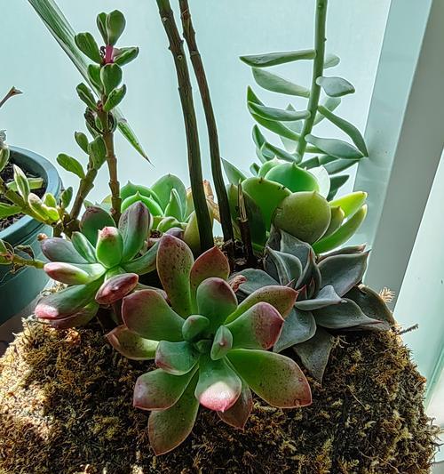深圳阳台适合种植哪些花卉？