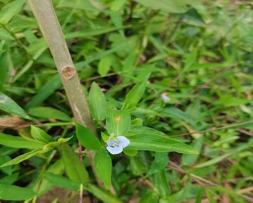 竹节草叶子发黄怎么办？如何保持绿色？