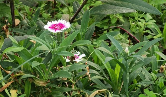 竹节草叶子发黄怎么办？如何保持绿色？