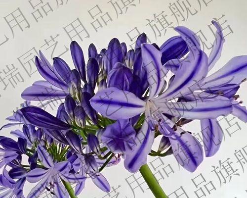 君子兰在苗圃中的养殖方法是什么？