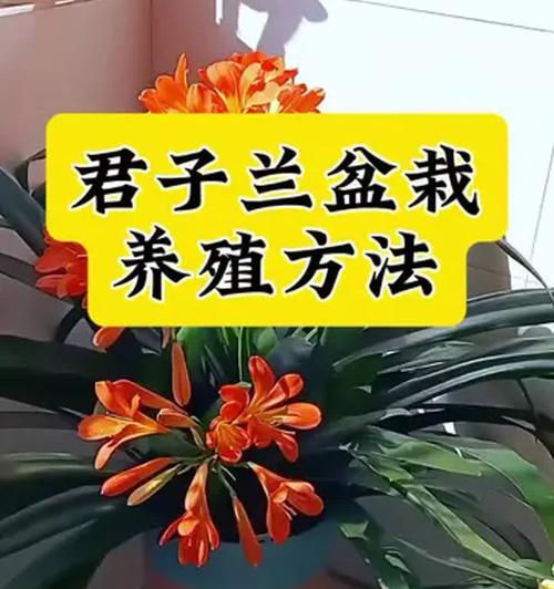 君子兰在苗圃中的养殖方法是什么？