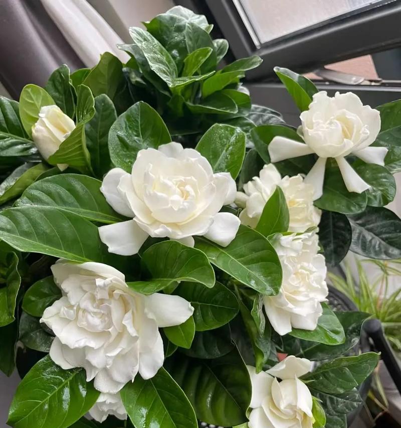 阳台适合种植哪些无毒花卉？