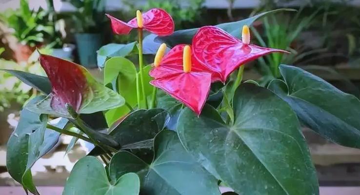 阳台适合种植哪些无毒花卉？