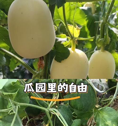 香瓜的最佳播种时间是什么时候？