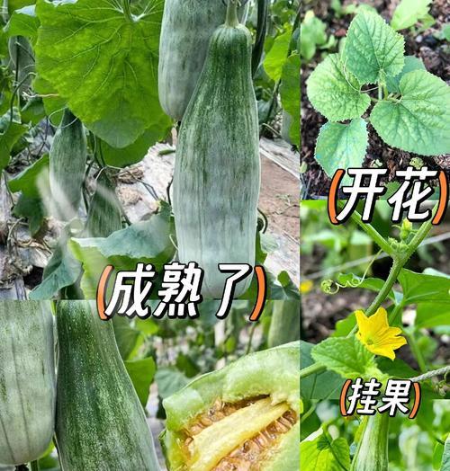 香瓜的最佳播种时间是什么时候？