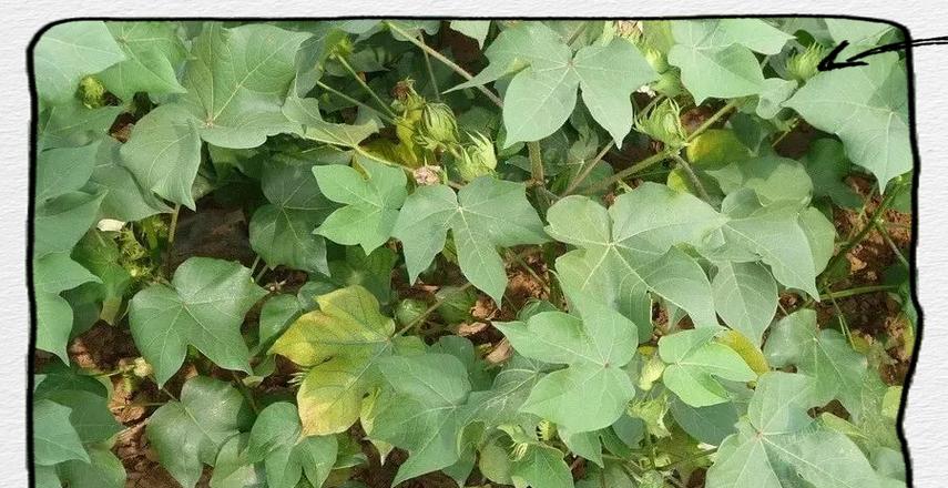 种棉花施肥技巧和方法有哪些？如何正确施肥？