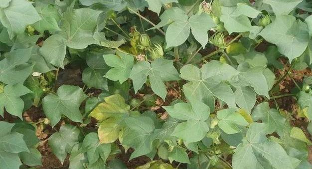 种棉花施肥技巧和方法有哪些？如何正确施肥？