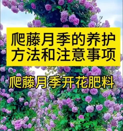 月季爬藤灯柱养护技巧有哪些？
