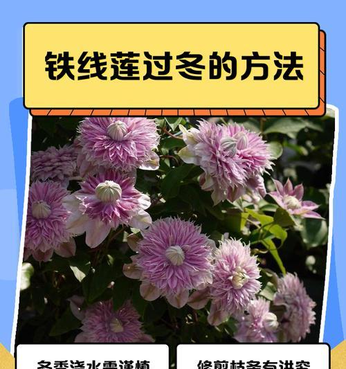 春天如何正确养护铁线莲？