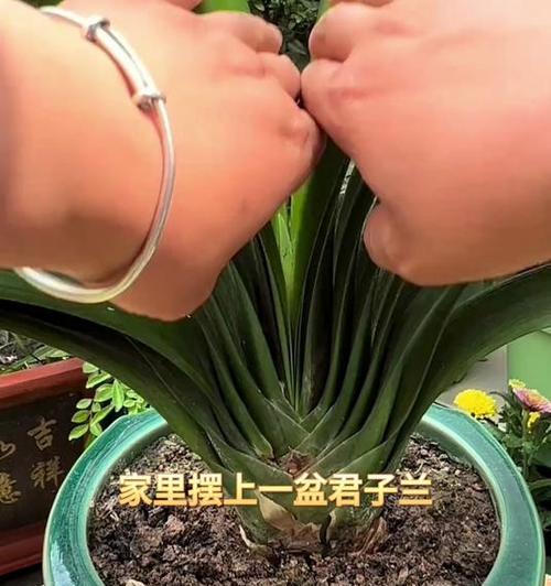 君子兰生长过旺如何修剪？