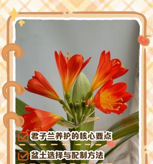 君子兰生长过旺如何修剪？