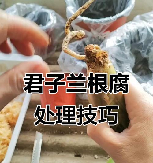君子兰换盆时根部如何正确盘起？