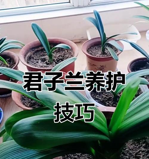君子兰换盆时根部如何正确盘起？