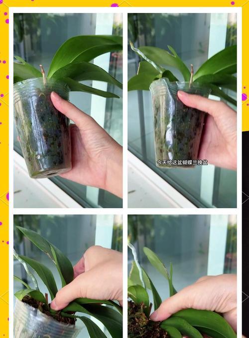君子兰换盆时根部如何正确盘起？