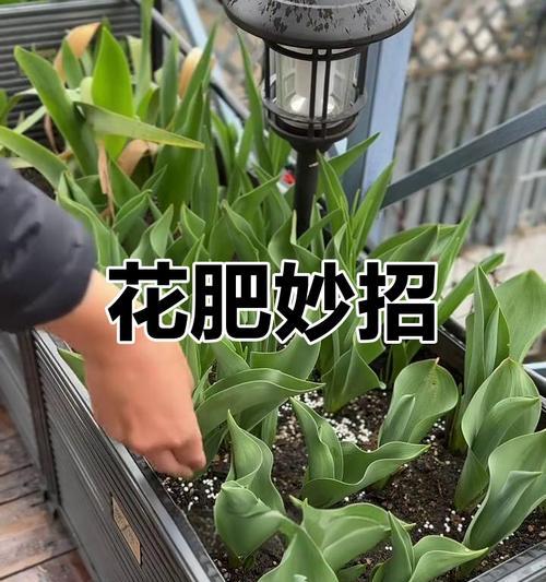 盆景下雨天施肥有什么注意事项？