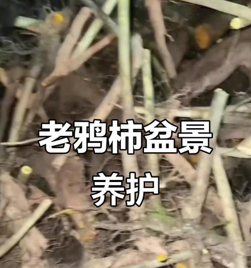 盆景下雨天施肥有什么注意事项？