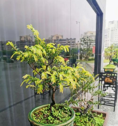 盆景下雨天施肥有什么注意事项？