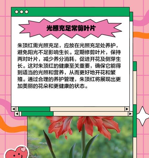 朱顶红为什么不长根也不发芽？可能的原因及解决方法是什么？