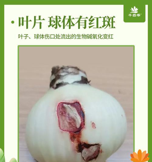 朱顶红为什么不长根也不发芽？可能的原因及解决方法是什么？