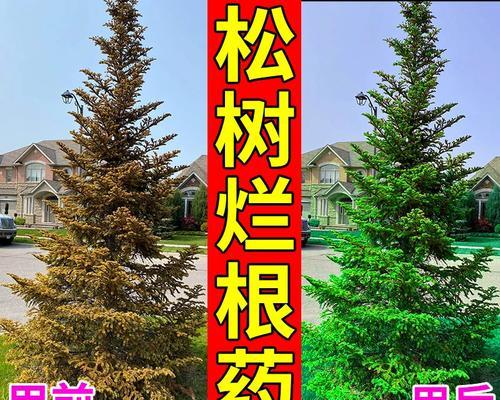 五针松叶子中间发黄的可能原因是什么？