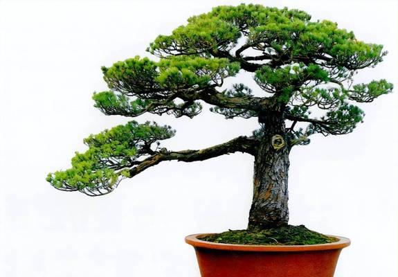 五针松叶子中间发黄的可能原因是什么？