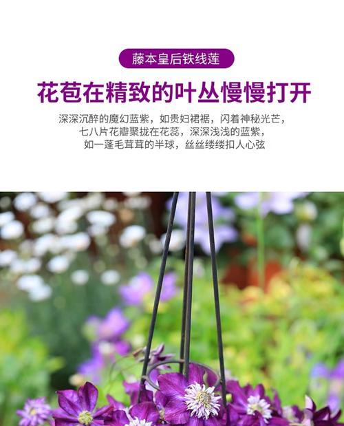 铁线莲阳台盆栽怎么养？阳台种植的注意事项是什么？
