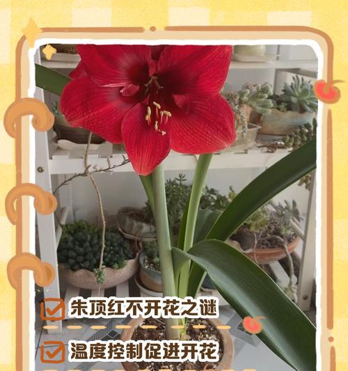 九月种植朱顶红的开花时间是什么时候？