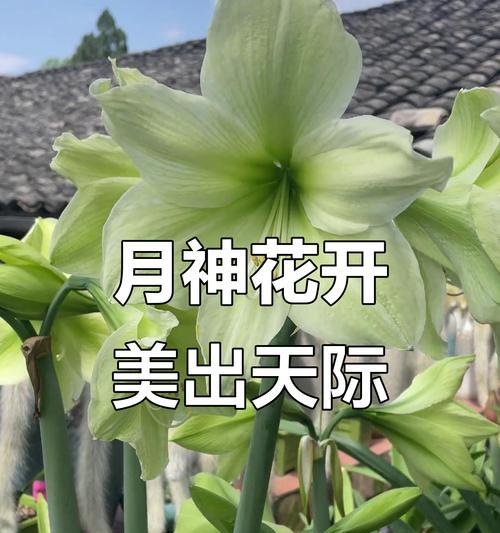 九月种植朱顶红的开花时间是什么时候？