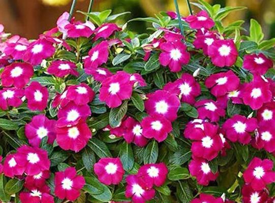 阳台黄土适合种植哪些花卉？