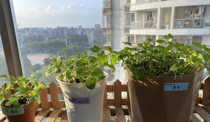 阳台黄土适合种植哪些花卉？
