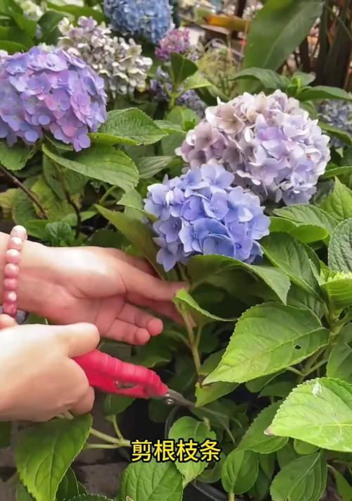 山花养花有哪些技巧？