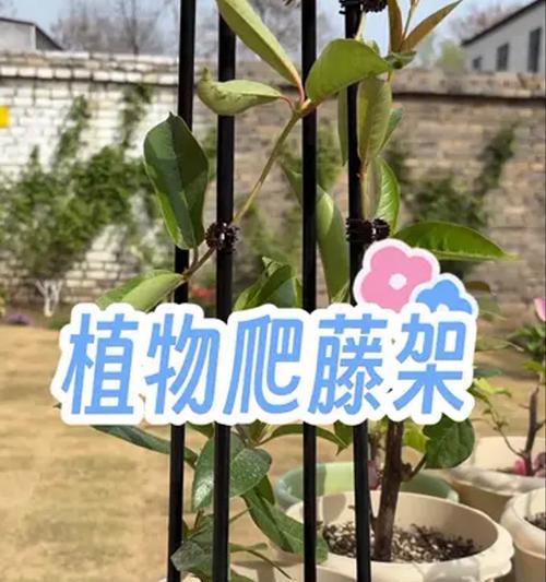 铁线莲选择爬藤架的标准是什么？如何挑选？