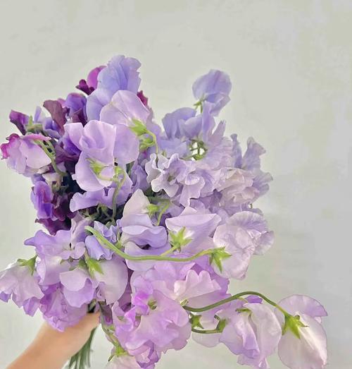 豌豆花叶子发黄的原因及处理方法是什么？
