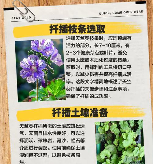 天竺葵剪枝条扦插的步骤是什么？