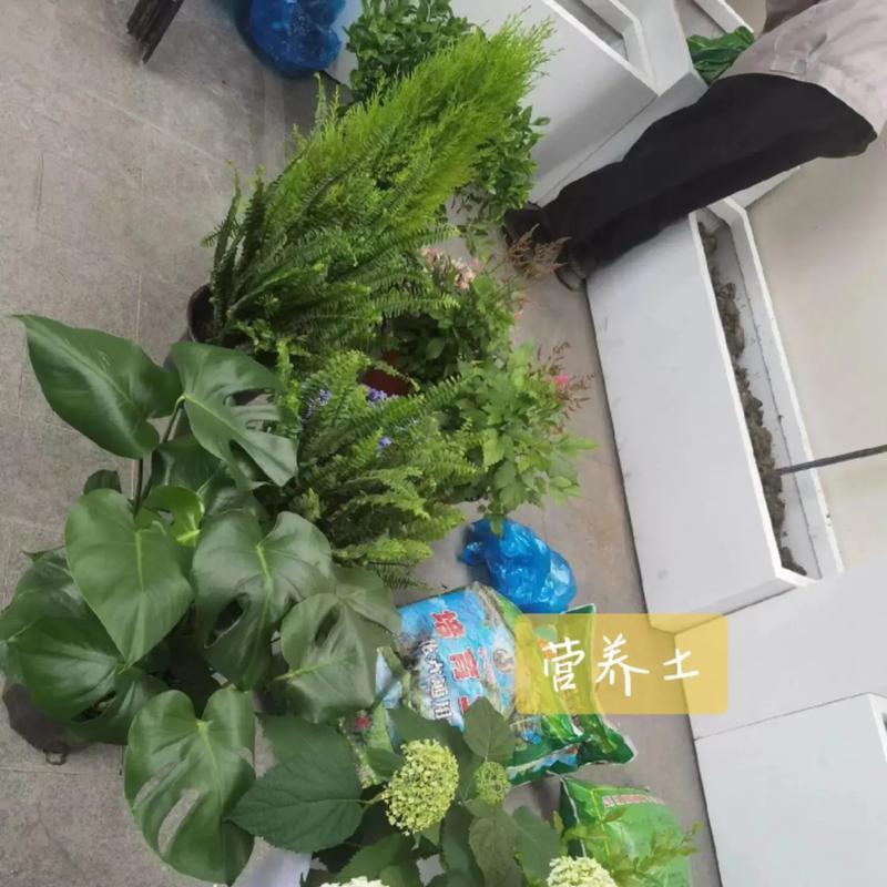 君子兰小老虎养殖方法？如何照顾小老虎品种？