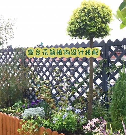君子兰小老虎养殖方法？如何照顾小老虎品种？