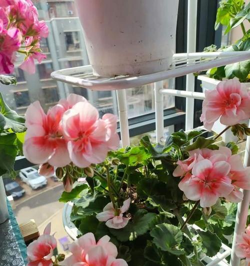 阳台驱蚊子的花叫什么？哪种花最有效？