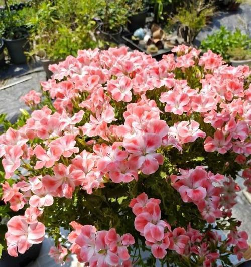 阳台驱蚊子的花叫什么？哪种花最有效？