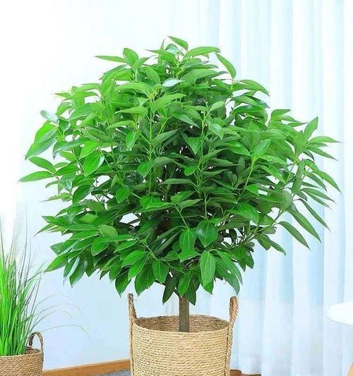 平安树是原生植物吗？其原生特性有哪些？
